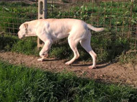 cane corso white